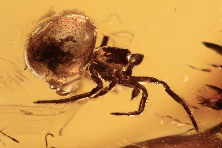 Detailed Fossil Spider (Araneae) In Baltic Amber #270655